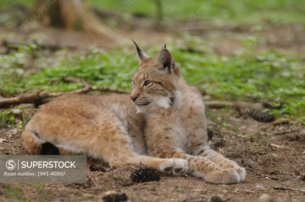 Lynx Lynx lynx lying in forest