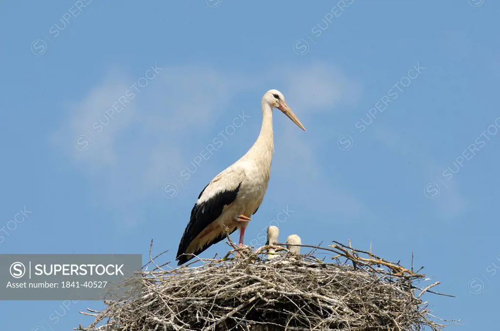 White Stork Ciconia ciconia with squabs in nest, close_up