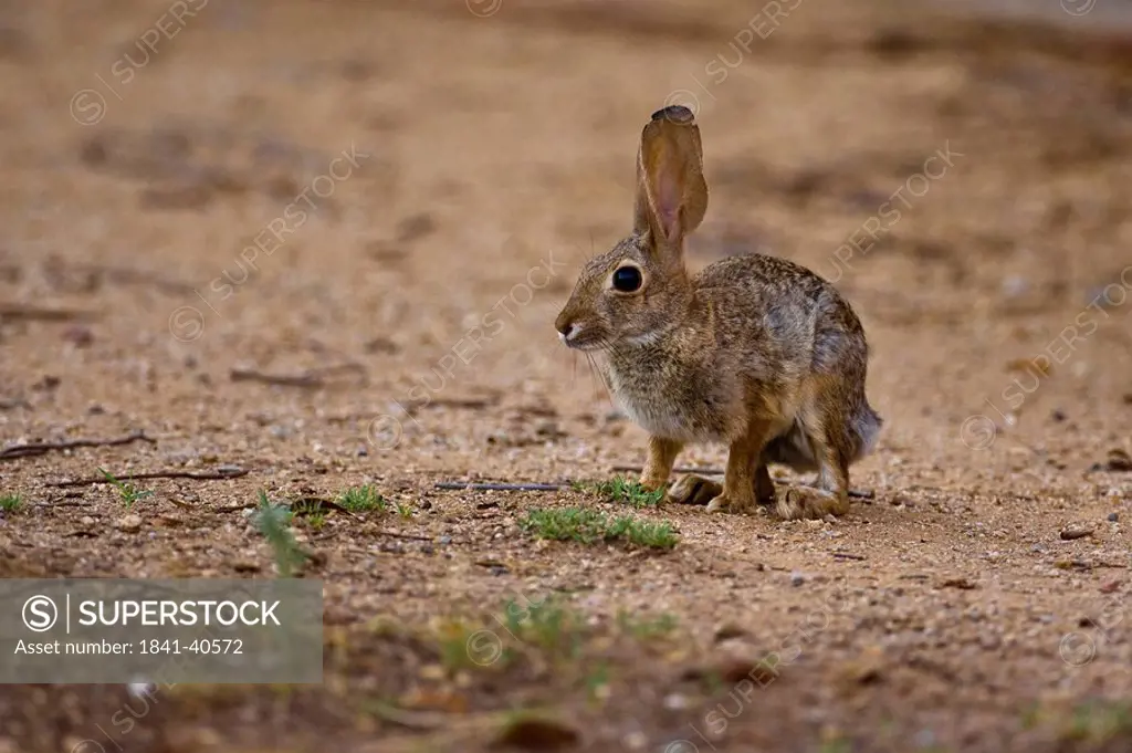 Rabbit on sandy soil, Phoenix, Arizona, side view