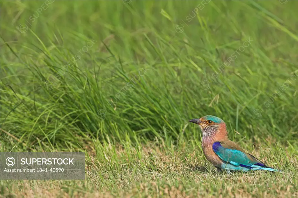 Indian Roller Coracias benghalensis perching on grass, side view