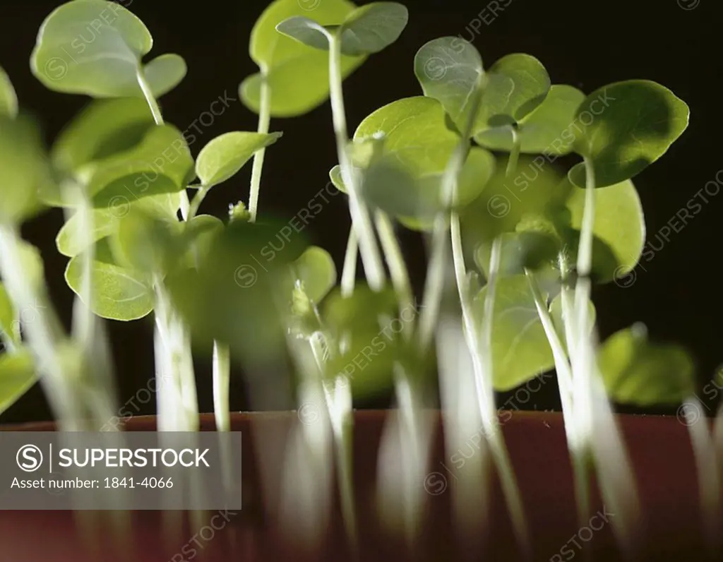 Close_up of seedlings