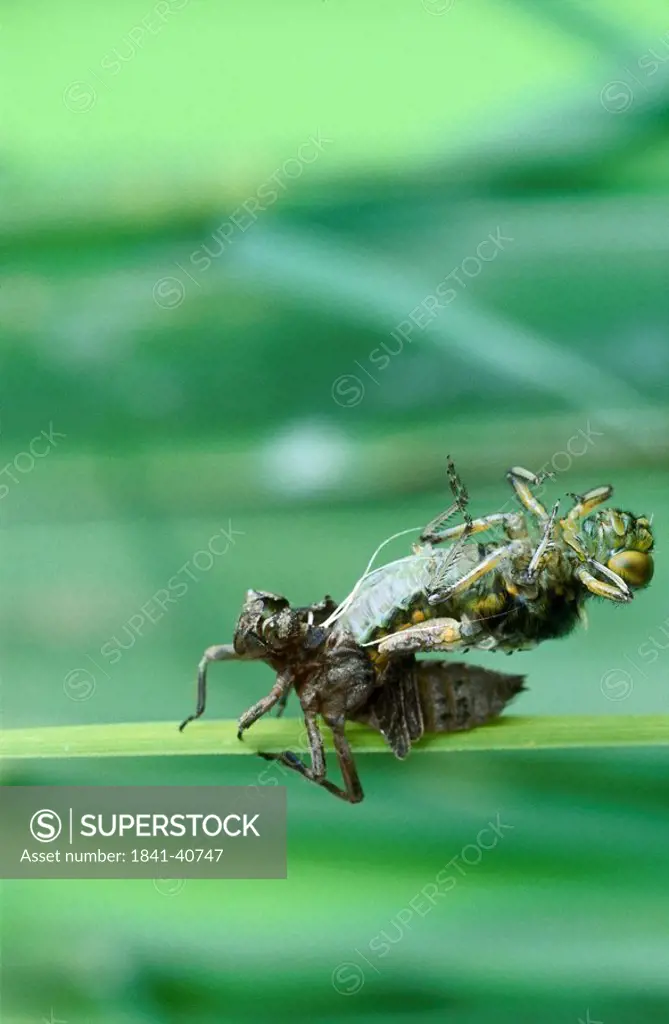 Close_up of dragon fly slipping out of larva