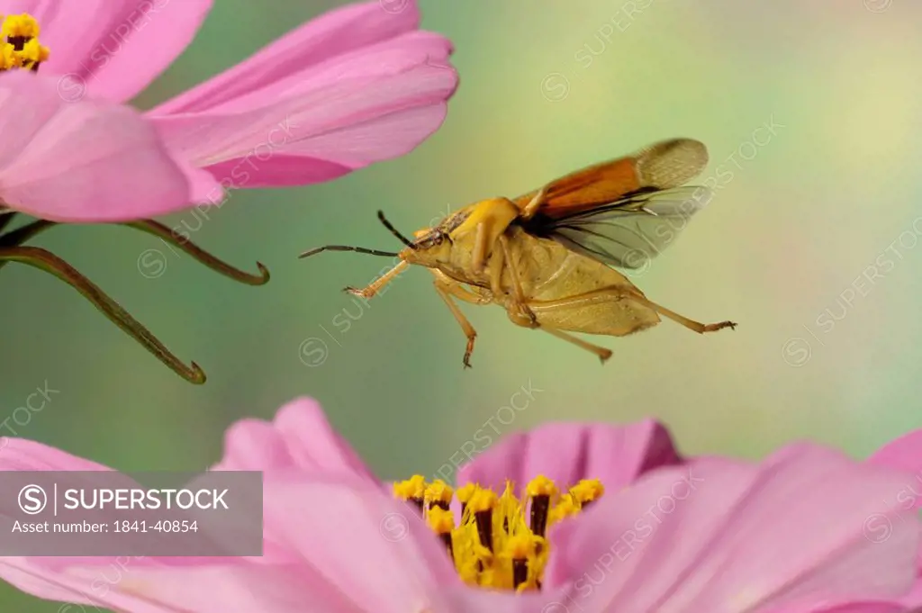 Close_up of Stink Bug Carpocoris fuscispinus hovering over flower