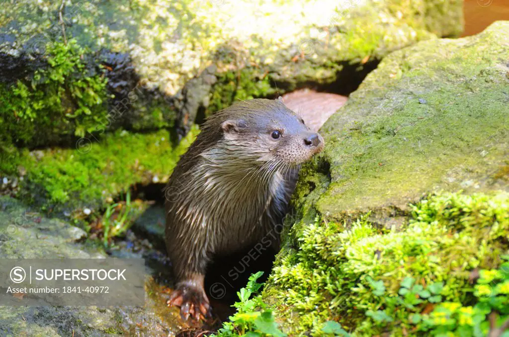 Close_up of River Otter Lutra lutra on rock, Germany
