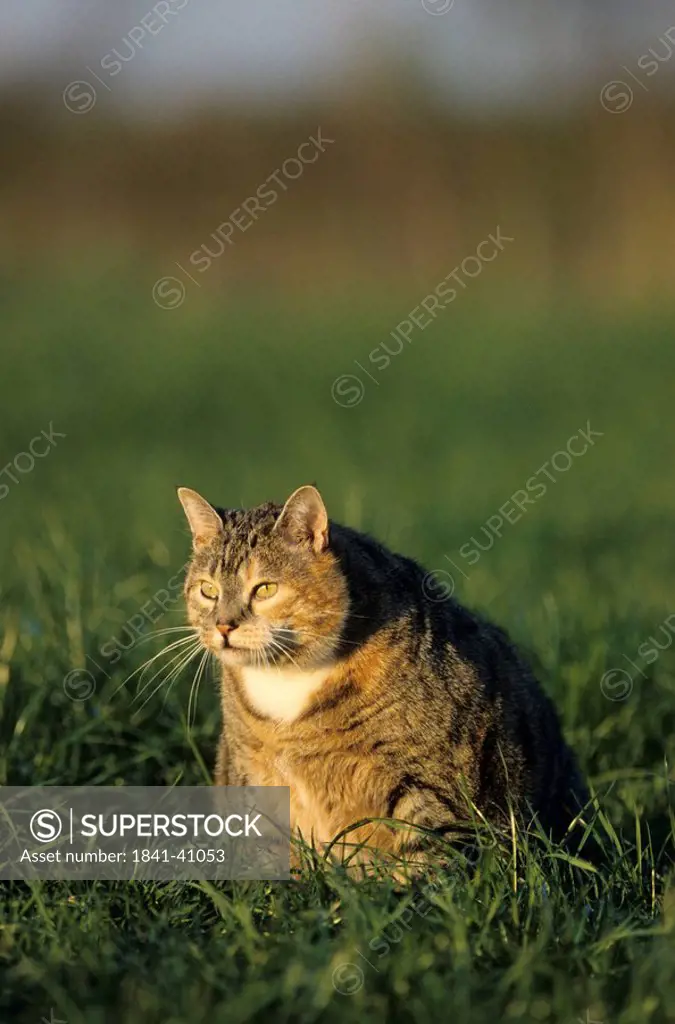 Cat sitting in field, Schleswig_Holstein, Germany