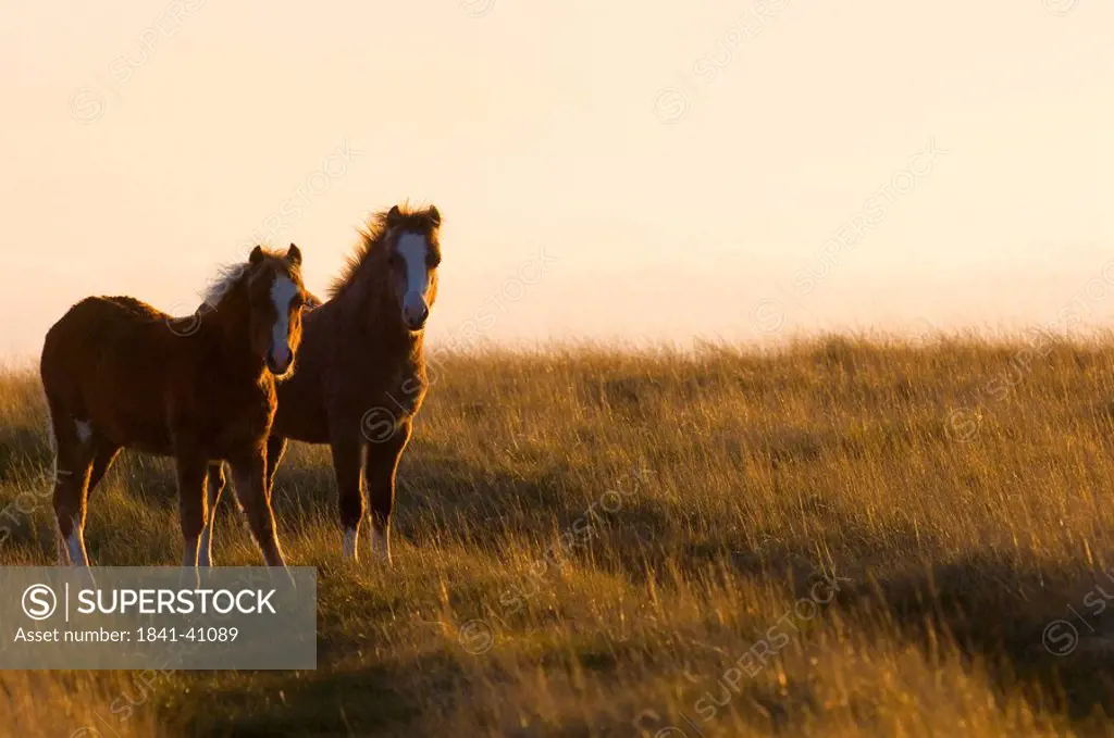 Welsh Pony, Brecon Beacons Nationalpark, Mid Wales, Powys, UK