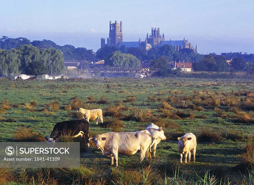 Cattle grazing in front of cathedral, Ely Cathedral, Cambridgeshire, England