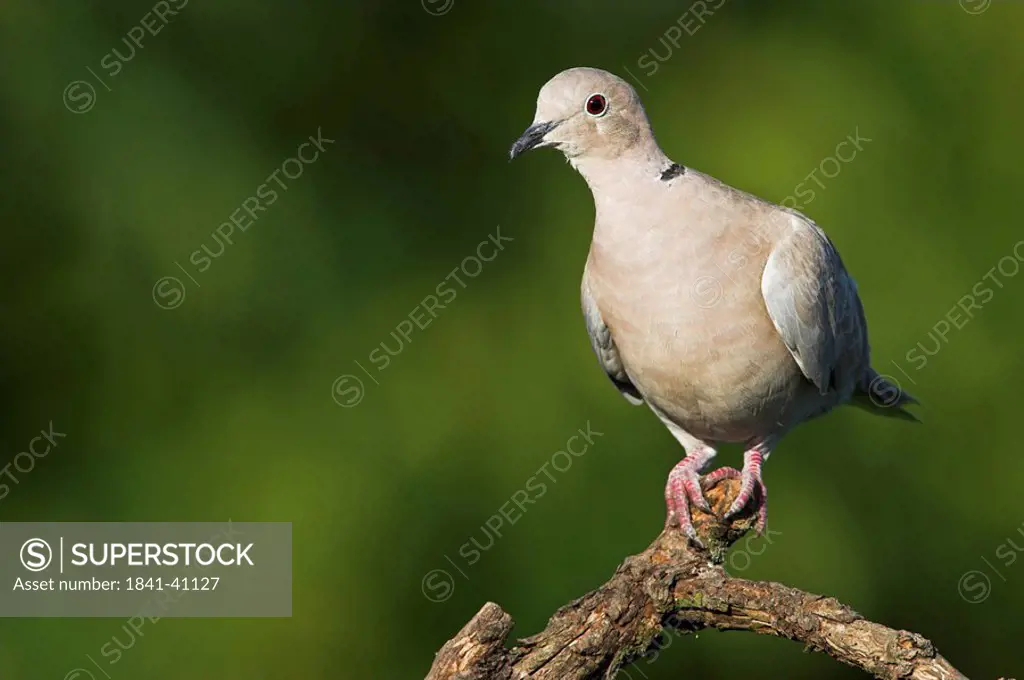 Eurasian Collared_Dove Streptopelia decaocto sitting on branch, with copy space