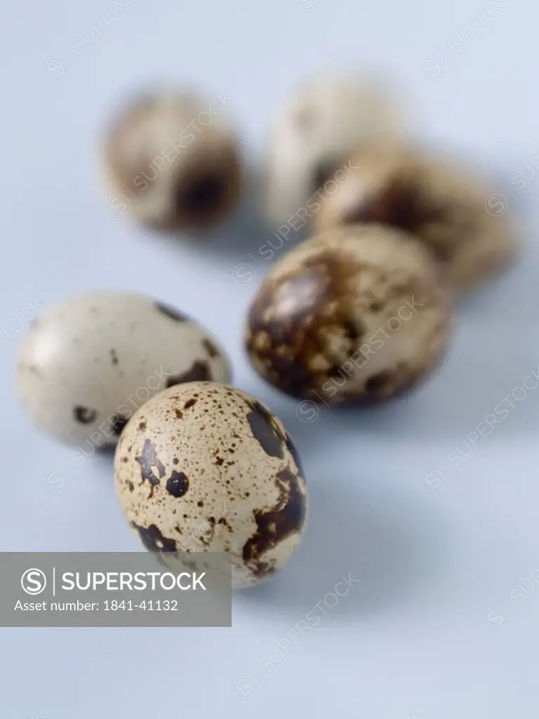 Close_up of eggs of quail