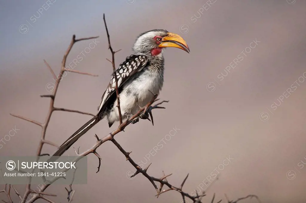 Southern yellow_billed hornbill, Tockus leucomelas, sitting on branch, Pilanes Game Reserve, North West, South Africa, Africa