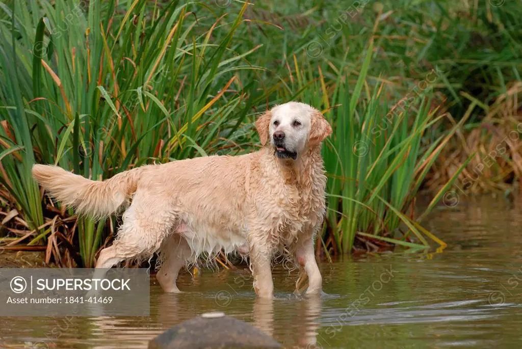 Golden Retriever standing in water