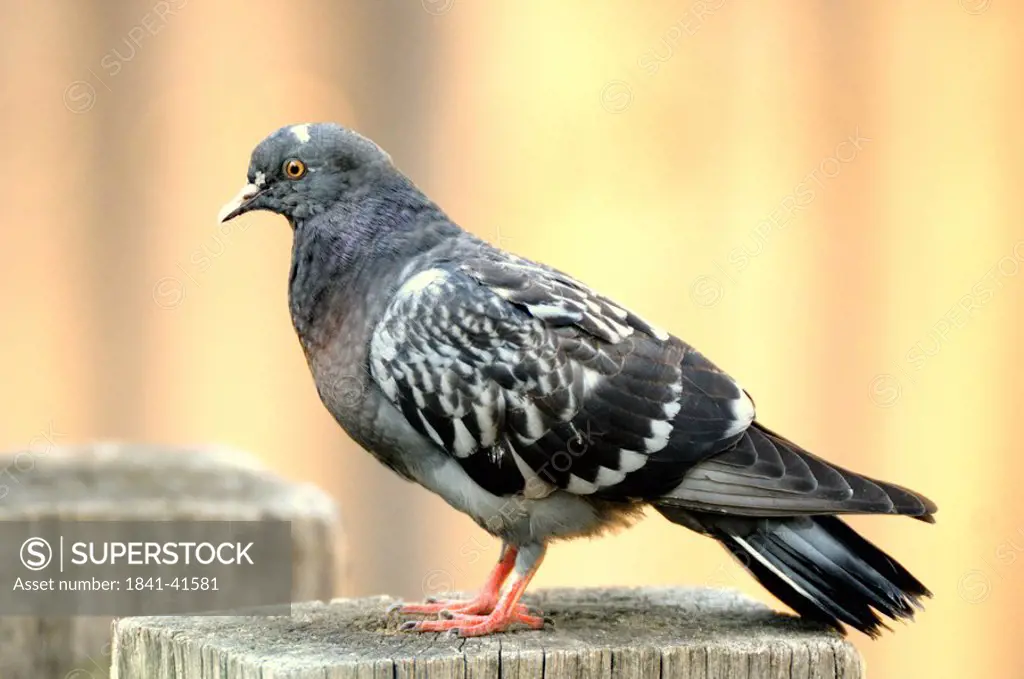 Close_up of Carrier pigeon