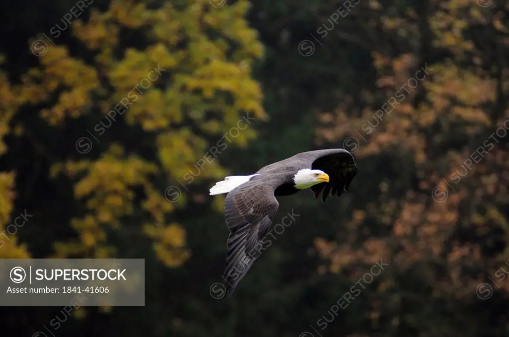Bald eagle Haliaeetus leucocephalus in flight