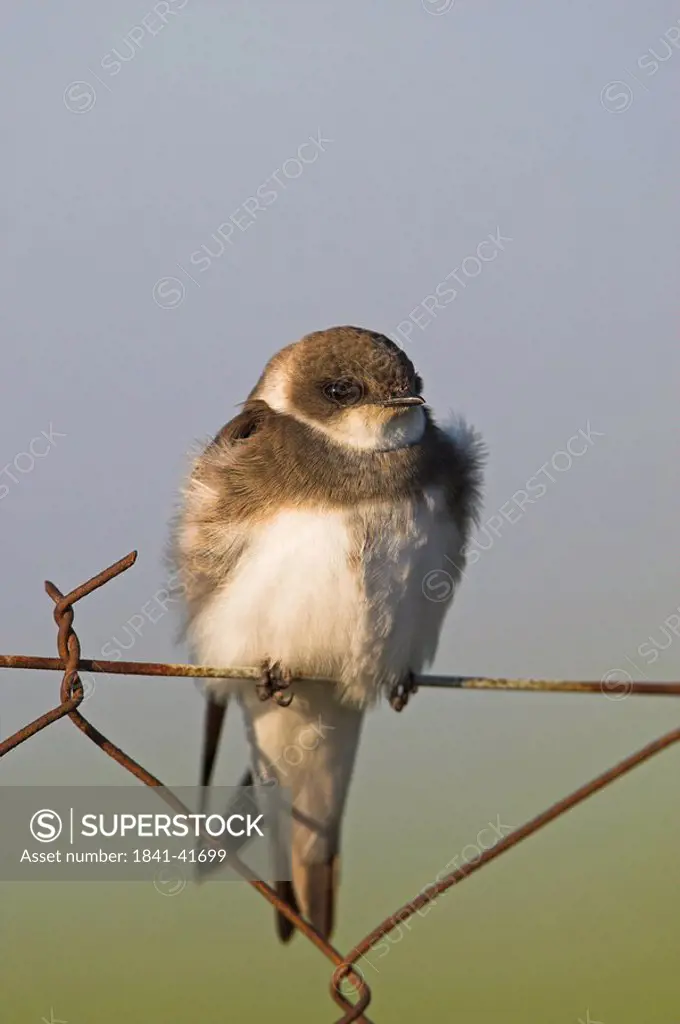 Bank Swallow Riparia riparia sitting on chain_link fence, close_up
