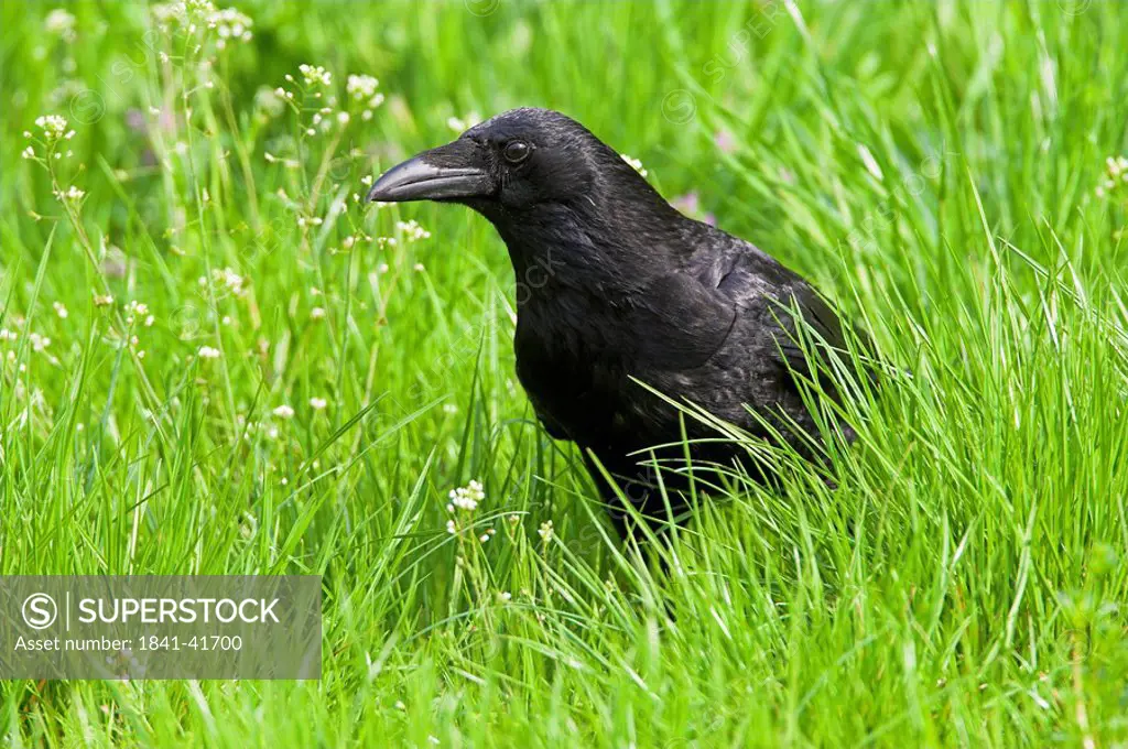 Carrion Crow Corvus corone sitting in meadow, side view