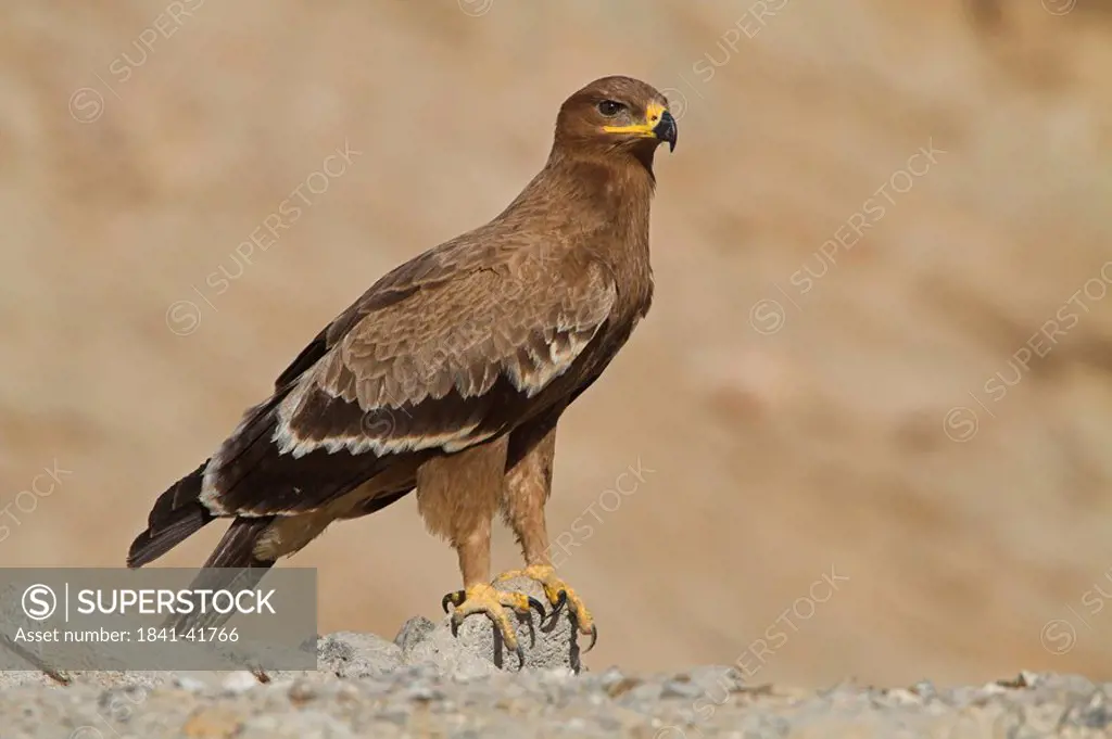 Steppe Eagle Aquila nipalensis sitting on a stone