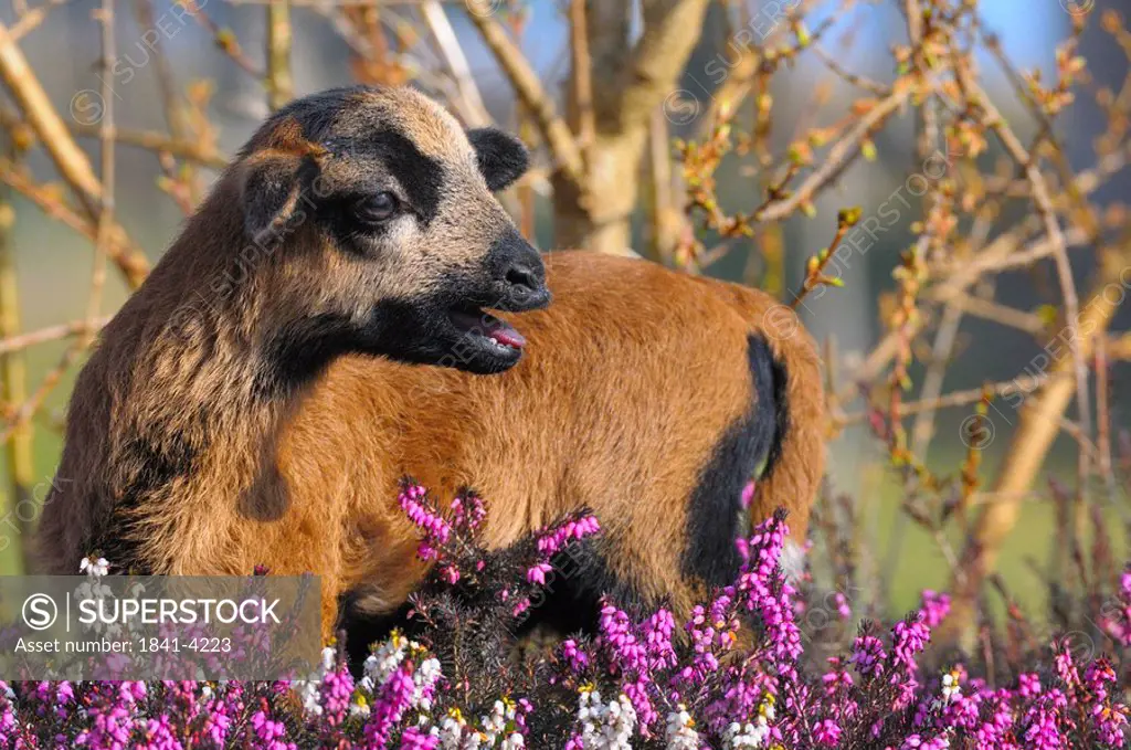Close_up of kid goat standing in Heather Erica Herbacea Erica carnea field