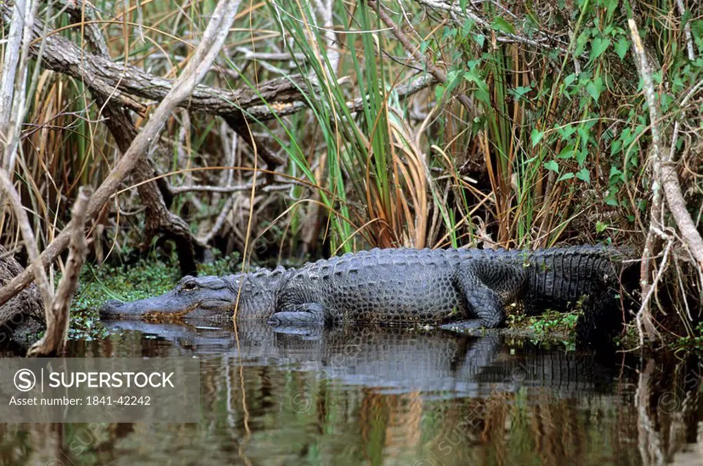 American Alligator Alligator mississippiensis in water, Everglades National Park, Florida, USA
