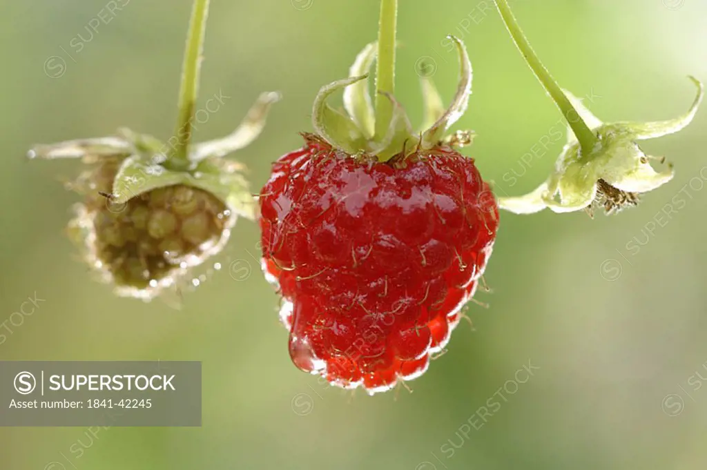 Close_up of raspberries