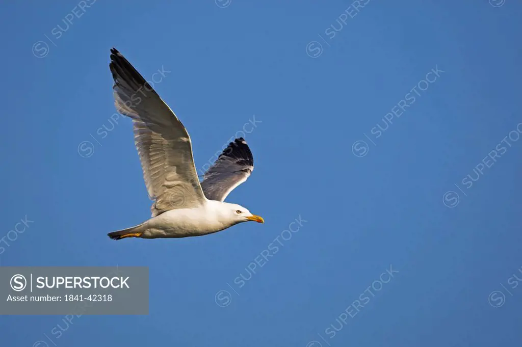 Mediterranean Yellow_legged Gull Larus michahellis in mid_air, side view