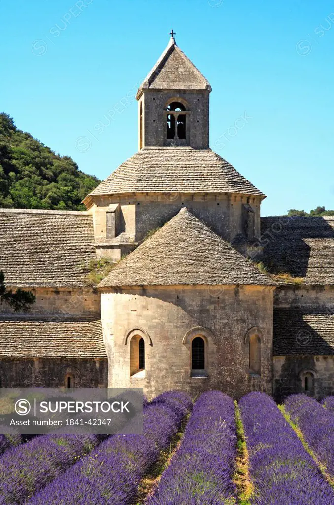 Lavender field and Senanque Abbey, Gordes, France