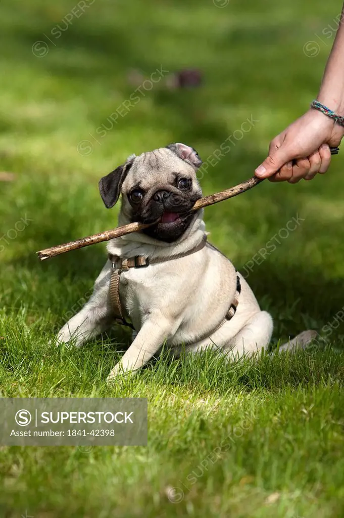 Pug puppy playing with wood