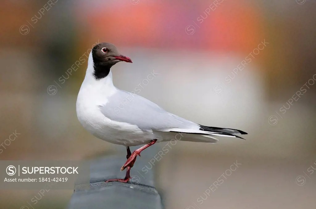 Black_headed gull Larus ridibundus, side view