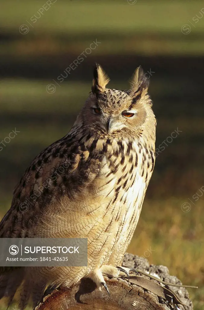 Close_up of Eagle owl Bubo bubo on wood