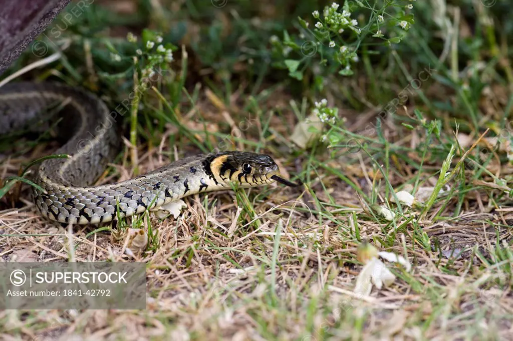 Close_up of Grass Snake Natrix natrix in forest