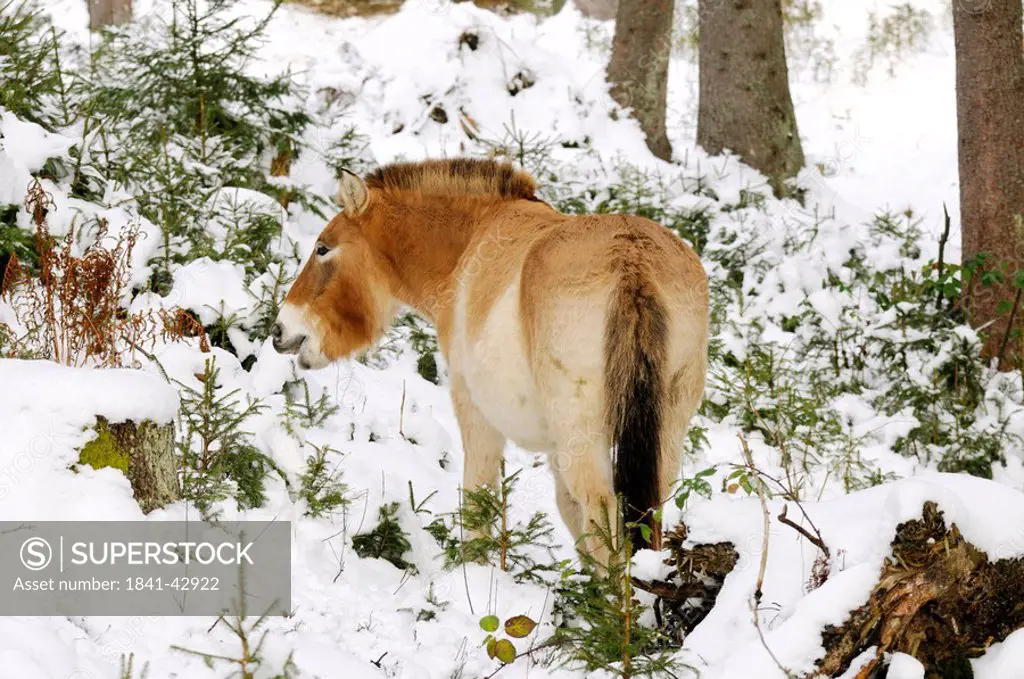 Przewalski´s horse Equus caballus przewalskii standing in forest, Bavarian Forest National Park, Bavaria, Germany
