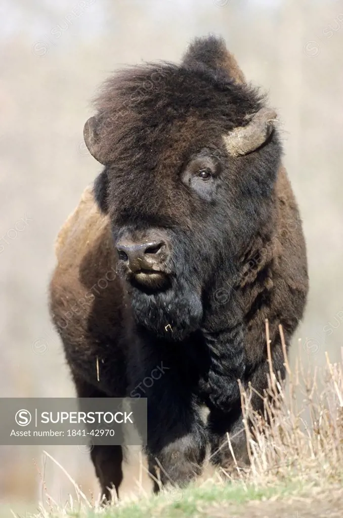 Wood Bison Bison bison athabascae, Alberta, Canada, front view