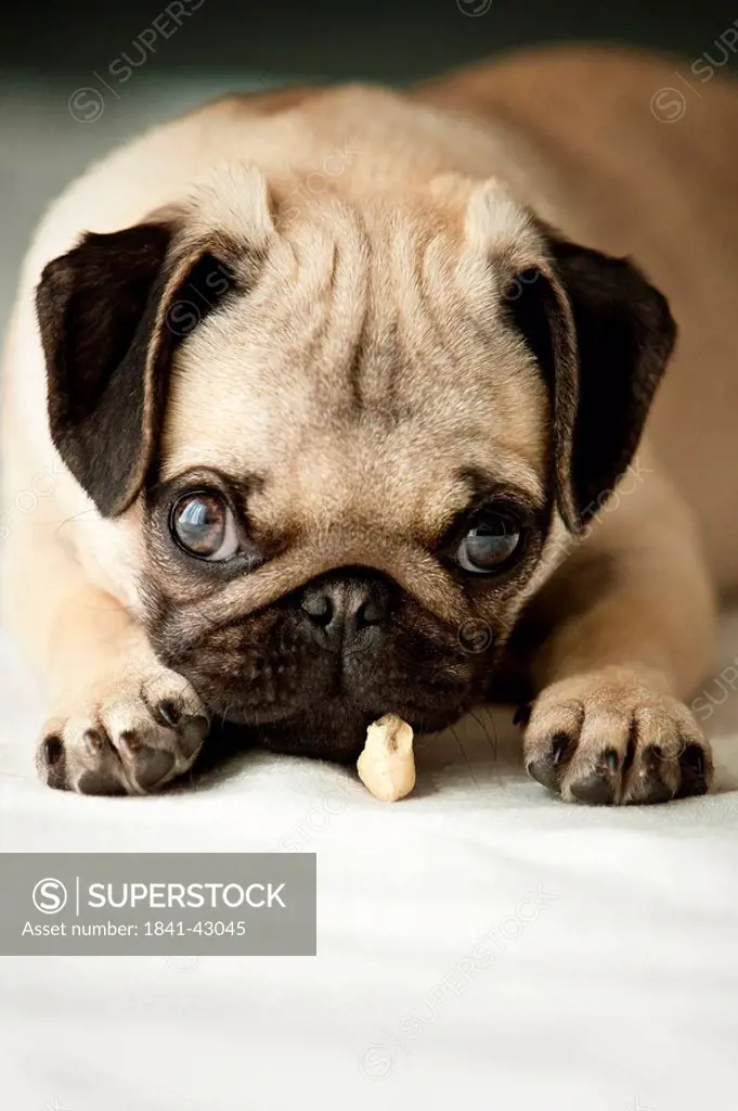 Pug puppy looking at camera, portrait