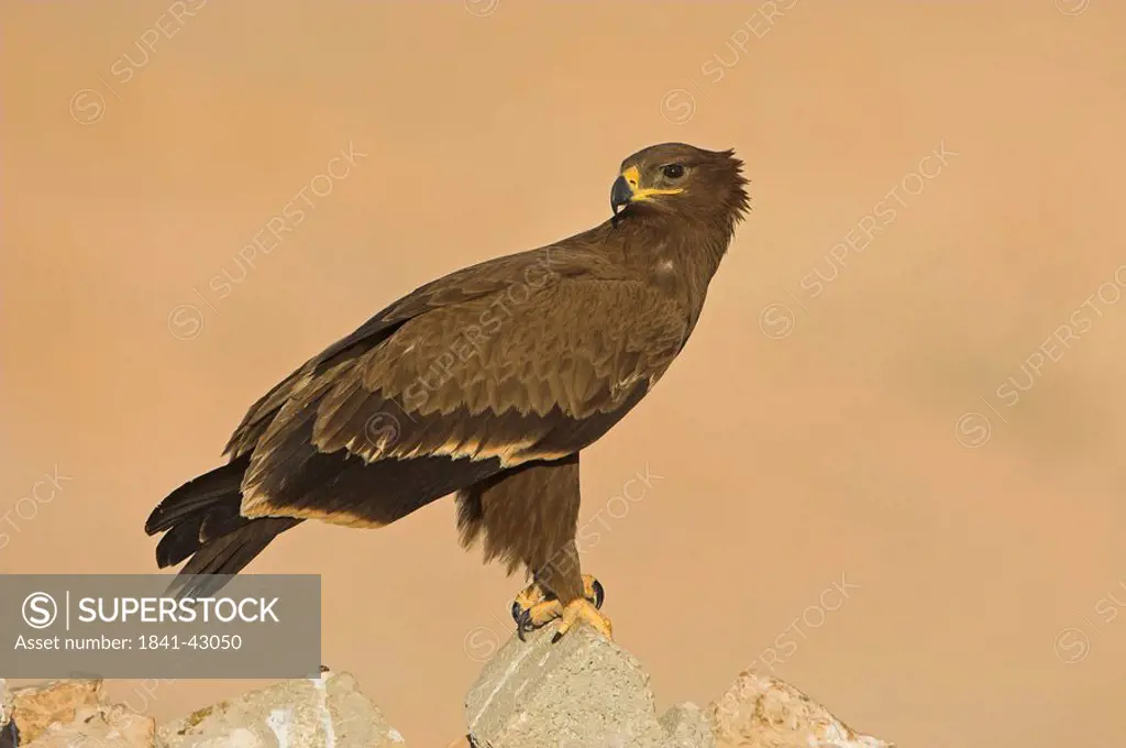 Steppe Eagle Aquila nipalensis sitting on a stone