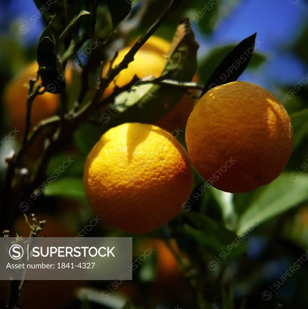 Close_up of oranges on tree