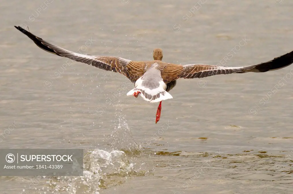 Close_up of Gray goose Anser anser flying over lake