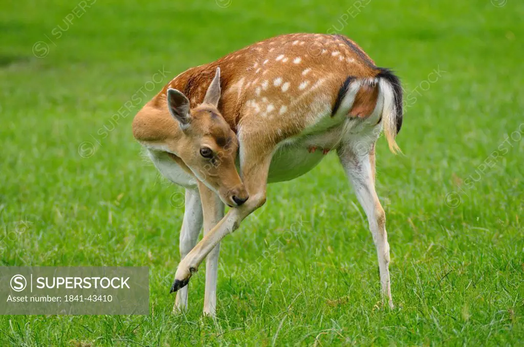 Fallow deer Cervus dama buck standing in field