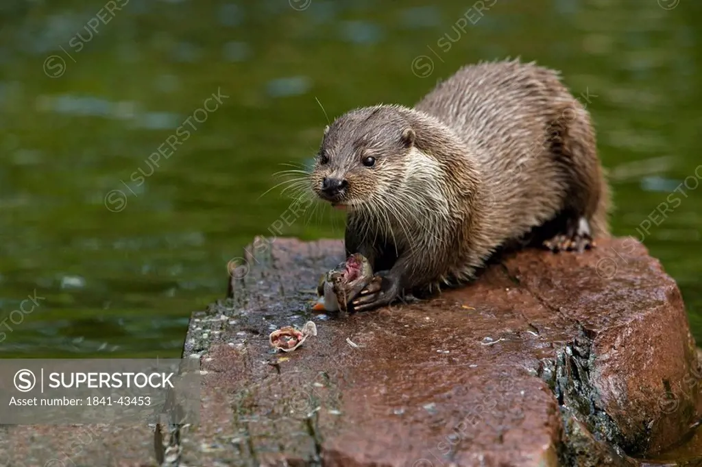 River Otter Lutra lutra with prey on rock, Germany