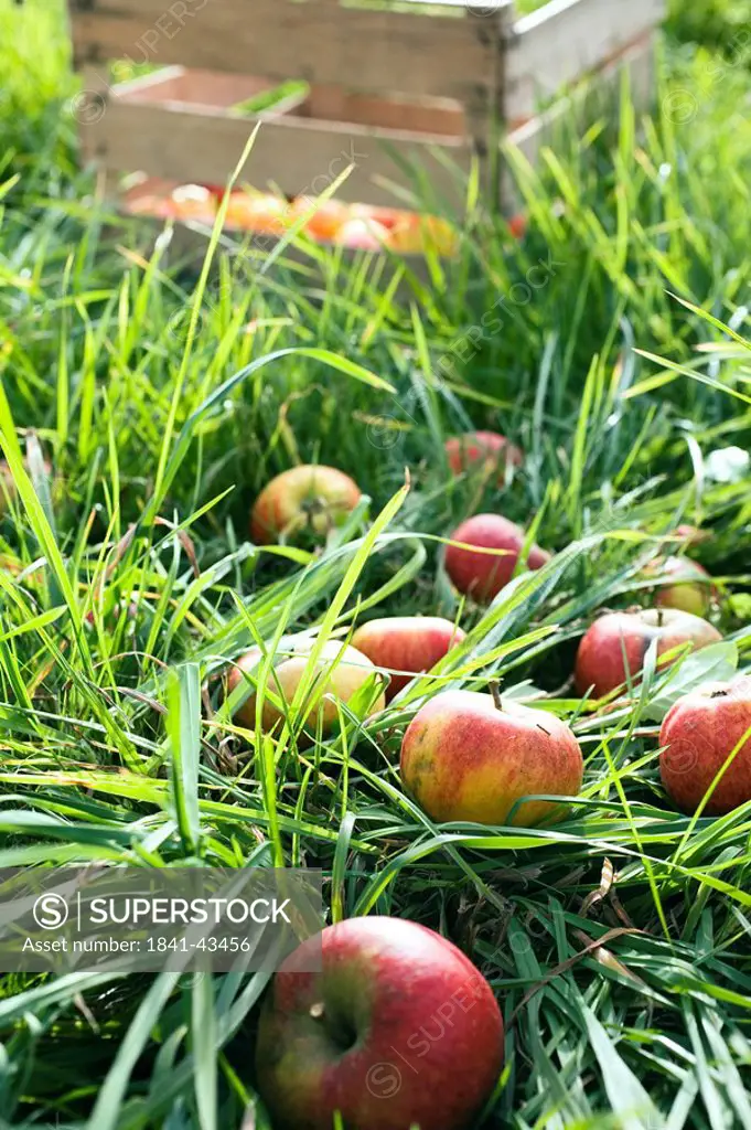 Apples in field