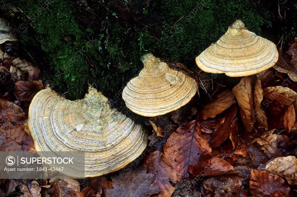 Close_up of Maze Gill Daedalea quercina mushrooms growing in forest, Schleswig_Holstein, Germany