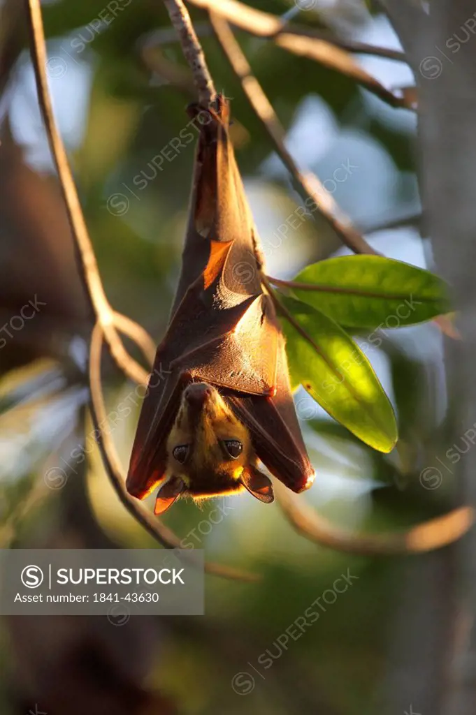 Gambian Epauletted Fruit Bat, Epomophorus gambianus, Gambia, West Africa, Africa