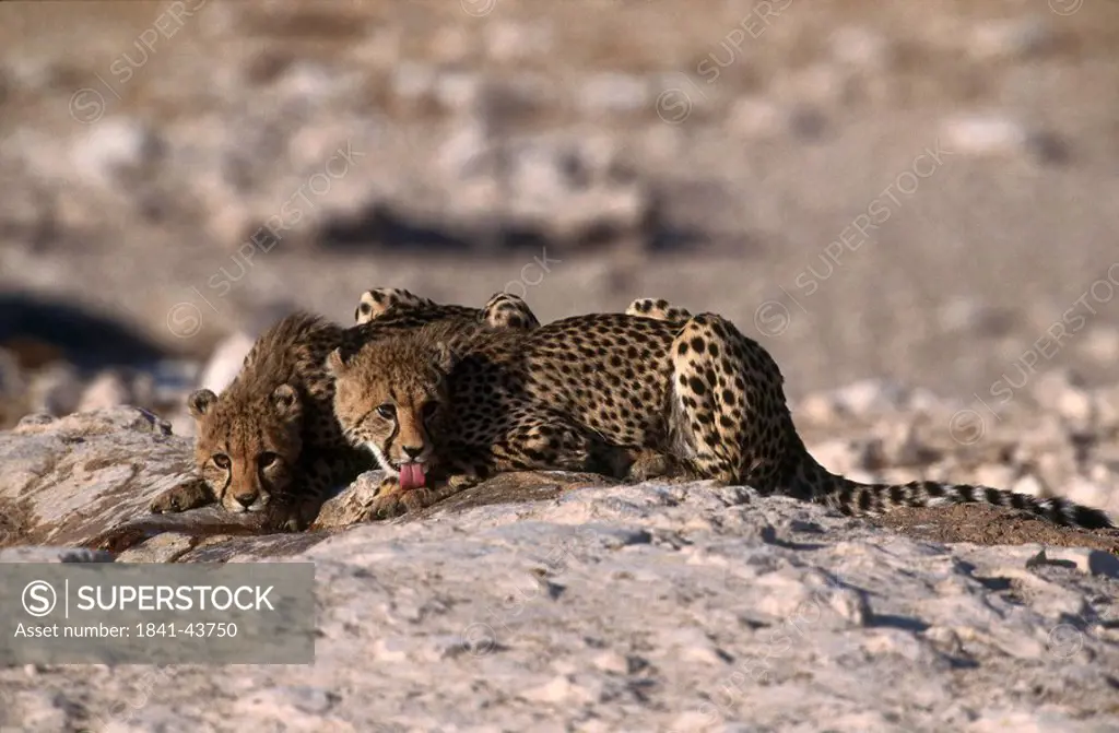 Two cheetahs Acinonyx jubatus lying in steppe