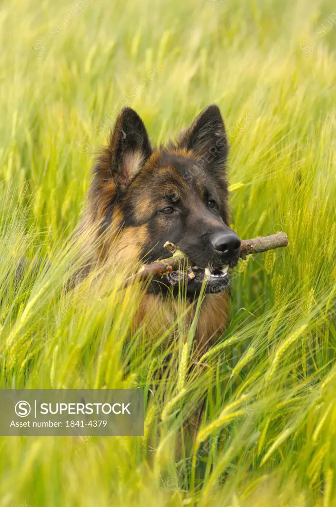 German Shepherd with a stick in its mouth, Bavaria, Germany, portrait
