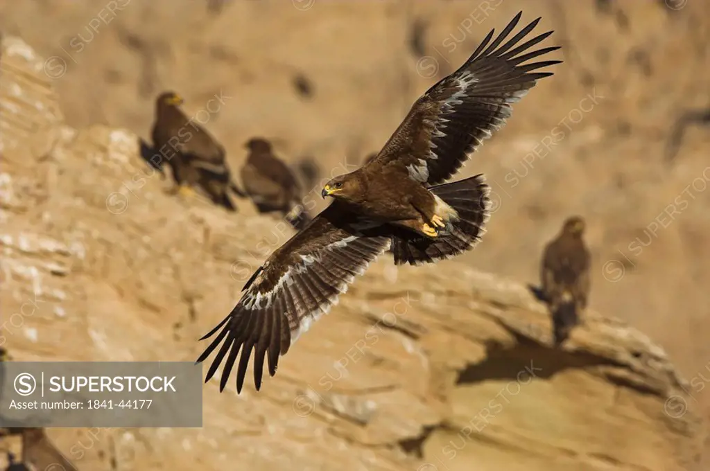 Steppe Eagles Aquila nipalensis flying by a rock