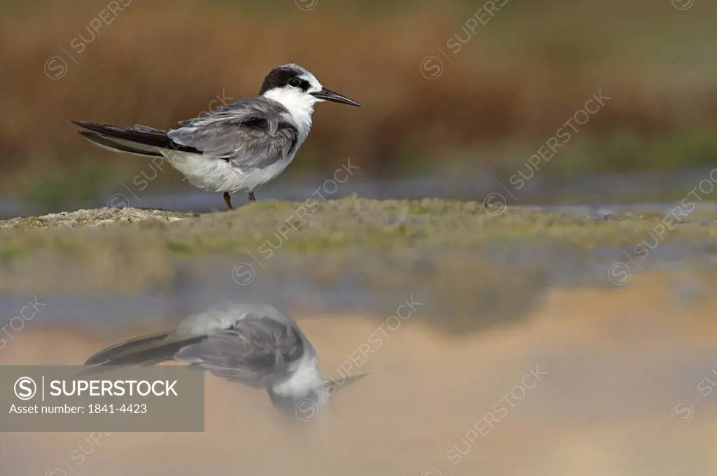 Saunders´s Tern Sterna saundersi standing on the waterside, side view