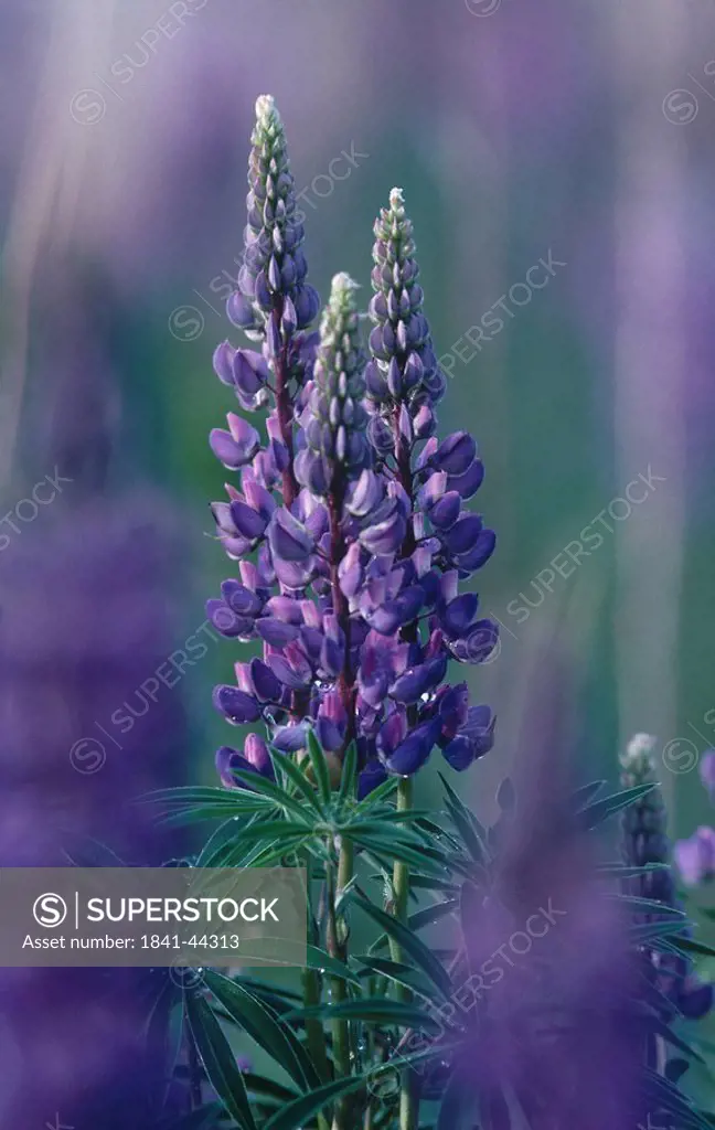 Big_leaved Lupine Lupinus polyphyllus flowers in field