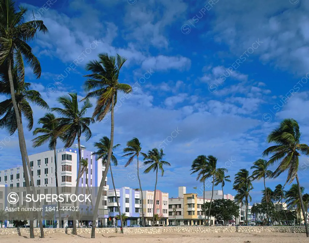 Palm trees in front of buildings, Miami, Miami_Dade County, Florida, USA