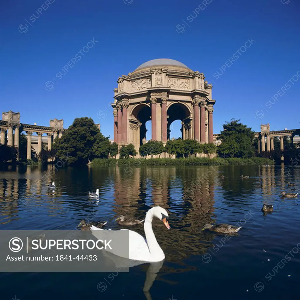 Ducks swimming in pond, Palace Of Fine Arts, San Francisco, California, USA