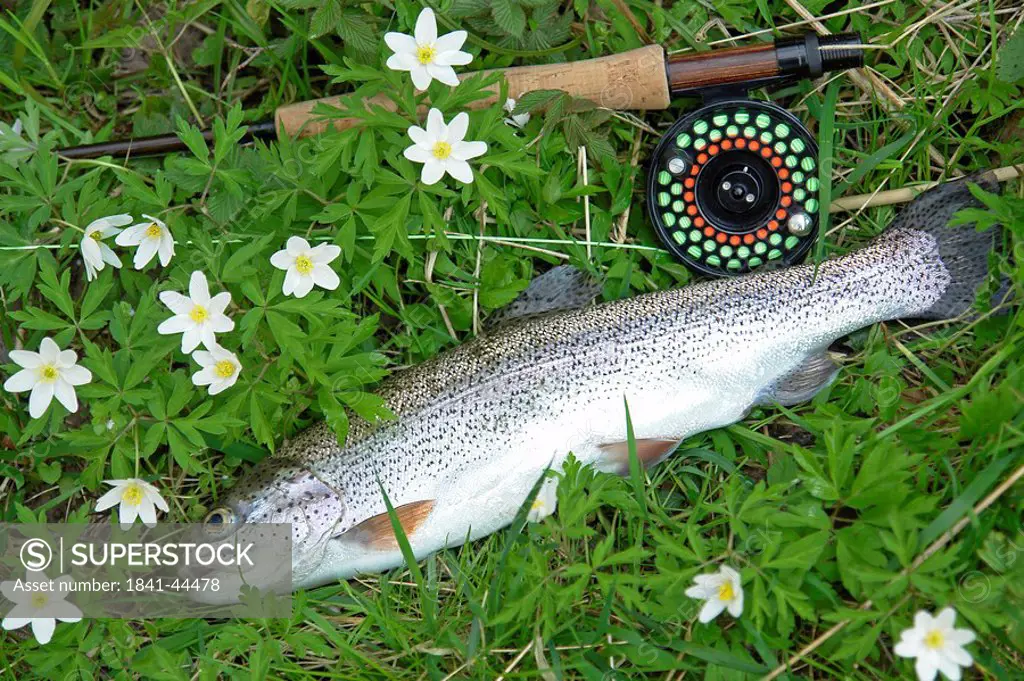 High angle view of dead Rainbow trout and fishing rod