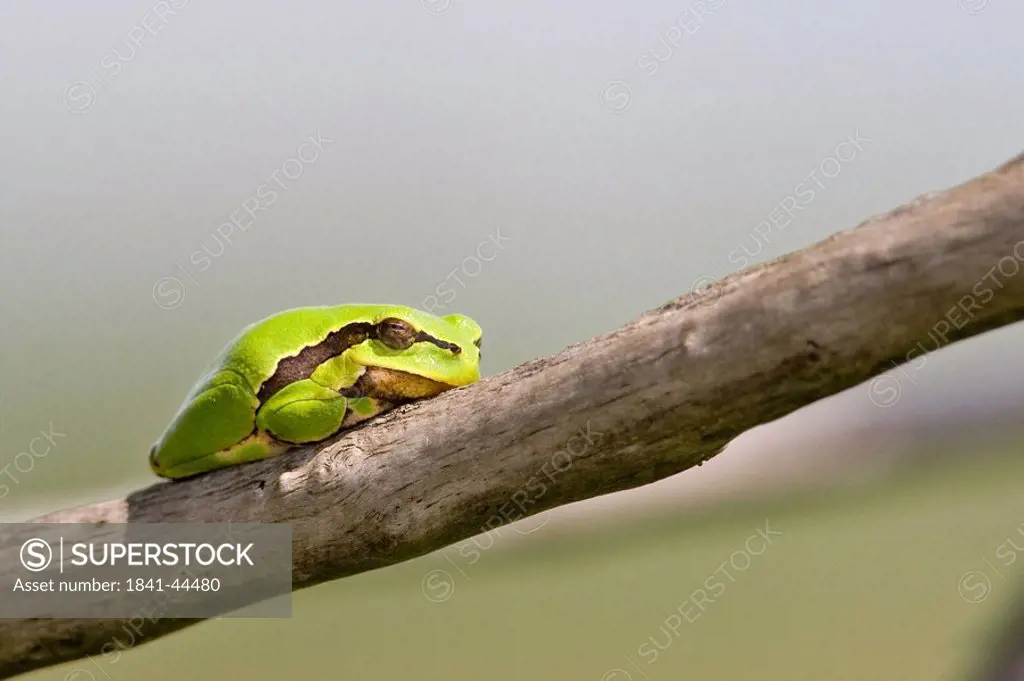 Close_up of European Tree Frog Hyla arborea on branch
