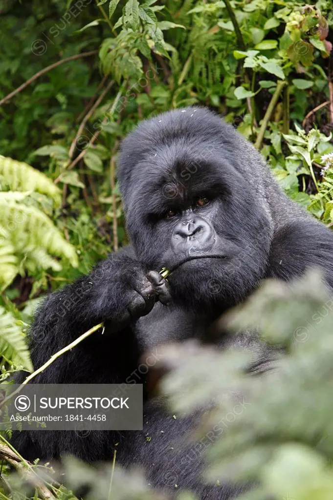 Mountain gorilla, Gorilla gorilla beringei, Virunga Nationalpark, East Africa, Africa